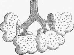 Diagram taken from a small portion of sacculated gland from Cockroach, showing branching duct and saccules.