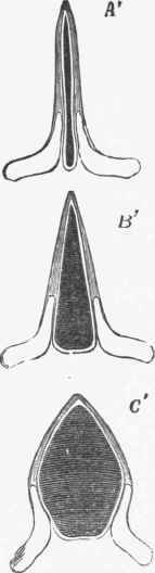 Diagrams taken from the laryngoscopic view of the larynx.