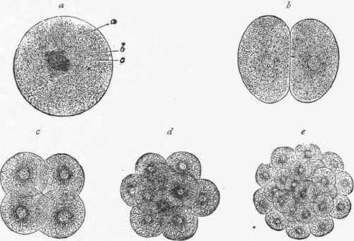 Division of Egg cell. (Gegenbatter).