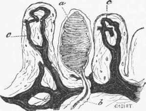 Drawing from a section of injected skin, showing three papillae, the central one containing a tactile corpuscle.