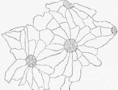 Endothelium from serous surface with stomata surrounded with granular protoplasmic cells.