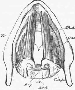 Muscles 01 Larynx, viewed from above.
