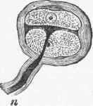 Nerve Corpuscles Or Terminals 213