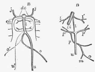 Plan of principal veins of the foetus of about four weeks old.