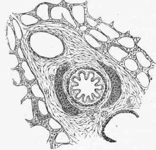 Section of small portion of Lung, in which are seen a bronchial tube.