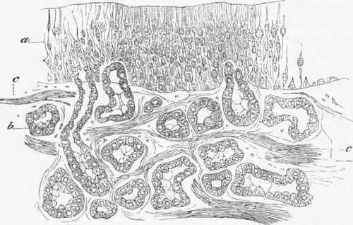 Section of the Mucous Membrane of the upper part of nasal cavity.