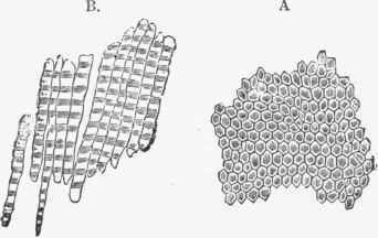 Structural elements of the Enamel of Tooth.