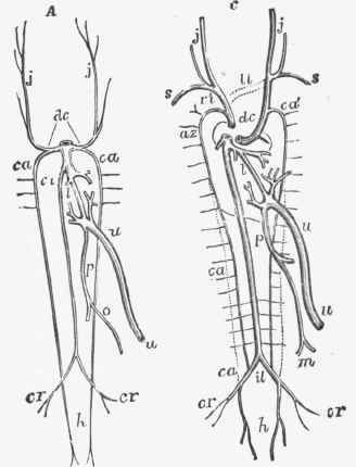 The Arterial System 327