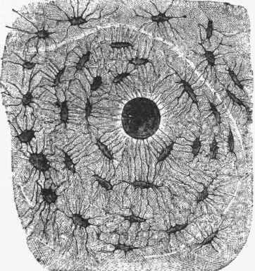 Transverse section of a system of Havers, showing Haversian canal in centre.
