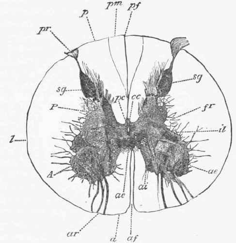 Transverse section of the cervical region of the spinal cord.