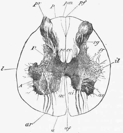 Transverse section of the lumbar region of the spinal cord.