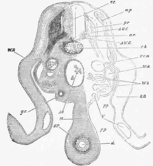 Transverse section through the lumbar region of an embryo chick at the end of the fourth day.