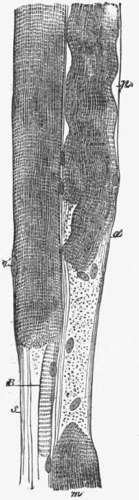 Two fibres of striated muscle, in which the contractile substance.