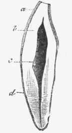Vertical section of the Canine Tooth of a man. (a) Enamel; (b) Dentine; (c) Pulp cavity; (d) Crusta petrosa.