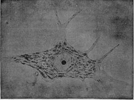 Normal Betz Cell