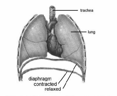 flattens in inhale we don't breathe in 23