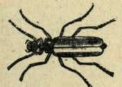 CANTHARIS VESICATORIA.