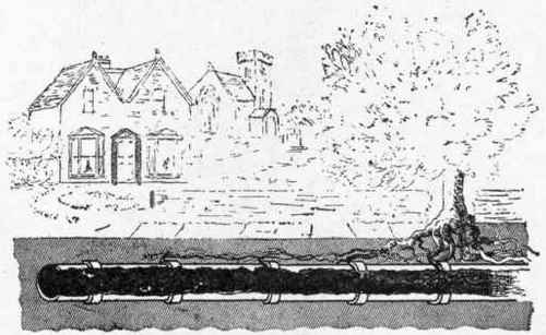 Fig. 625. Tree roots entering pipes laid with inferior mortar.