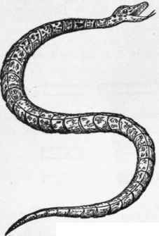 Wooden Snake 150