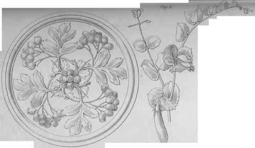 Ornaments adapted from Nature Plate C 518