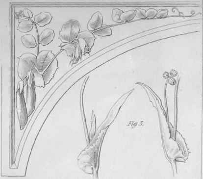 Ornaments adapted from Nature Plate C 519
