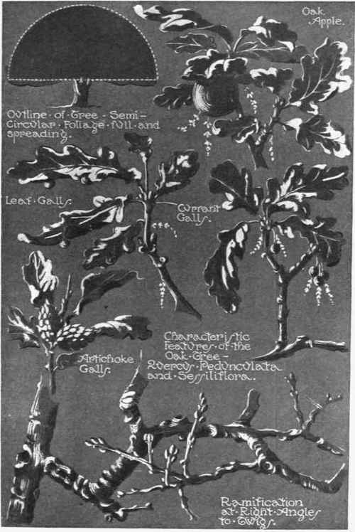 Fig. 2. Characteristic detail of growth of the oak tree.