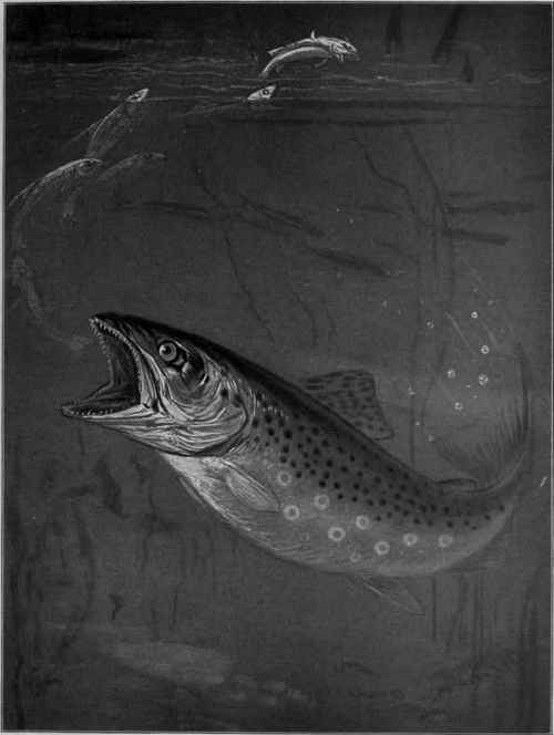 Adult brown trout feeding on minnows