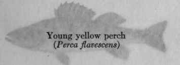 I The Importance Of Minnows And Their Allies For G 17