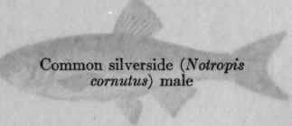 I The Importance Of Minnows And Their Allies For G 18