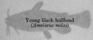 I The Importance Of Minnows And Their Allies For G 19