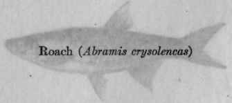 I The Importance Of Minnows And Their Allies For G 22