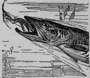 I The Importance Of Minnows And Their Allies For G 26