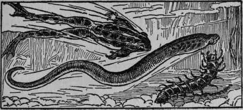 I The Importance Of Minnows And Their Allies For G 27