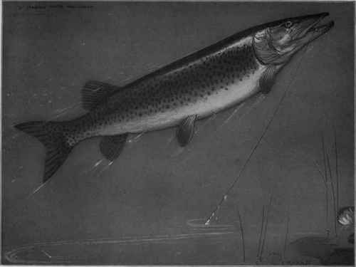Lawrence spotted muskellunge Lucius Masquinongy