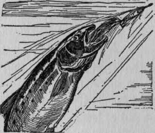 Library Of The Woodstock Club 47