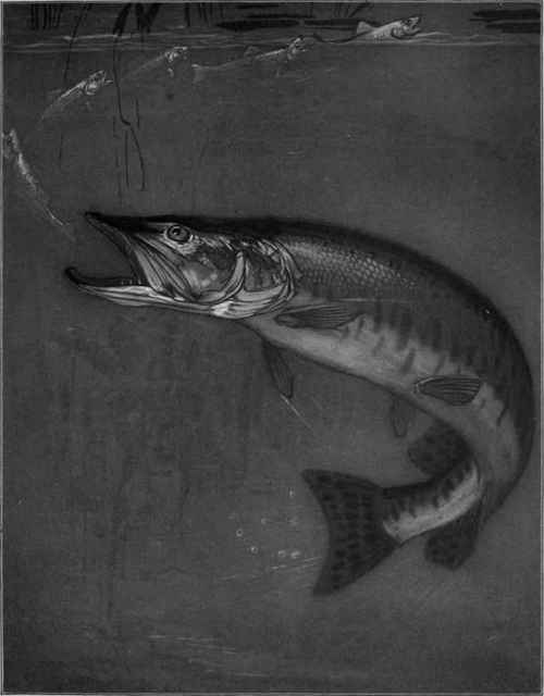 Muskellunge feeding on minnows