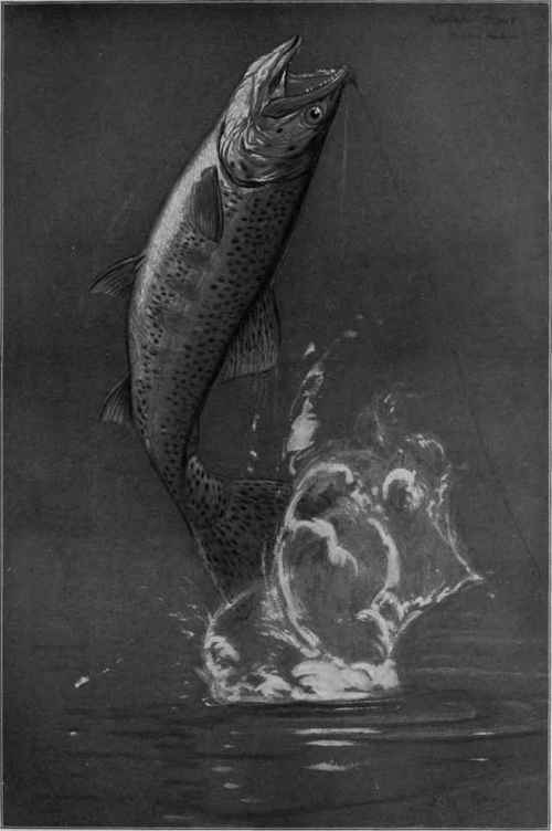 Rainbow trout Salmo Iridens