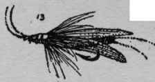 Trout food from creeper to insect