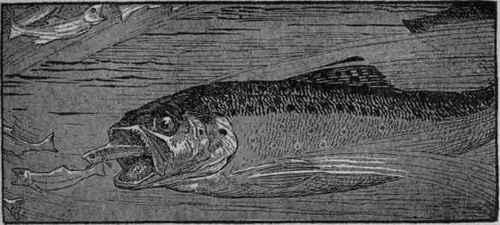V Bottom Fish Food In Lakes In Relation To Why Tro 53