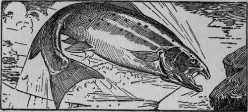 VIII A Descriptive Chart Plan Of Lake Where Fish A 61