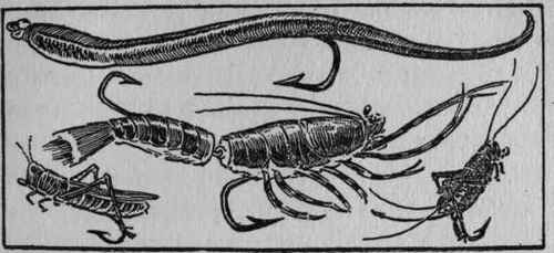 X Tribulations Of The Live Bait Angler 70