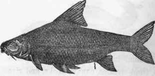 Barbel.