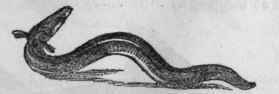 Eel.