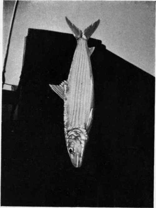 BONEFISH (Albula vulpes).