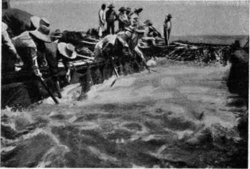 GAFFING THE FISH, SICILY Camera di morte.