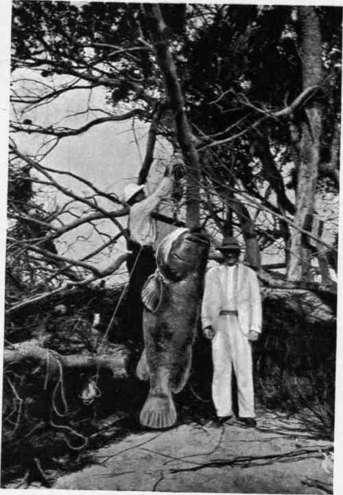 JEWFISH, 450 POUNDS Florida.