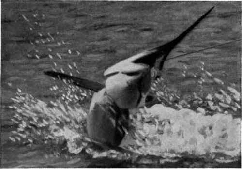 MARLIN WHEN FIRST HOOKED.