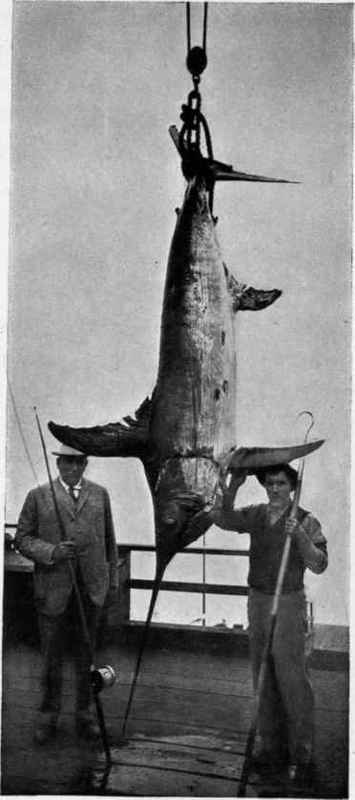 MR. J. S. DOUGLAS' SWORDFISH 404 pounds.