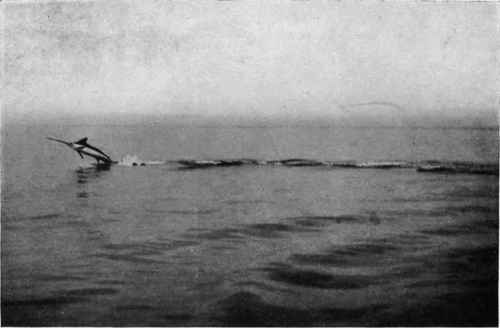 ONE HUNDRED YARDS ON END OF TAIL.