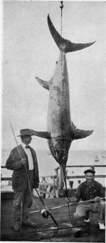 RECORD SWORDFISH. 463 pounds.